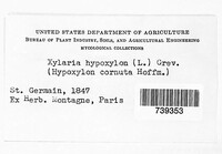 Xylaria hypoxylon image
